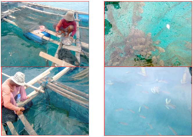 Kegiatan Anggota Kelompok Sea Farming