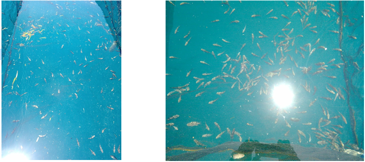 Benih Kerapu Macan Dalam Waring di Balai SF Semak Daun