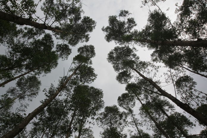 pohon akasia