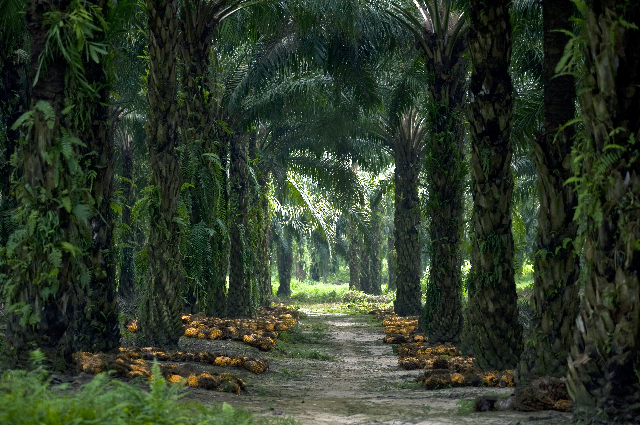 kebun sawit