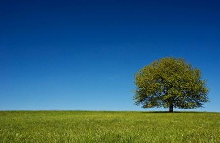 Lingkungan Sehat Bersih